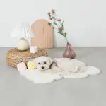 くまさんマット