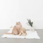 くるくる回転爪とぎ