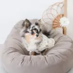 ふんわりクッションベッド