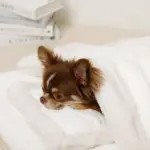 お星さまとお月さま柄お布団SET