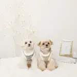 スノー刺繍ハーネス+リードSET【名入れ刺繍対応】