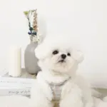 ツイードチェックファーハーネス+リードSET【名入れ刺繍対応】