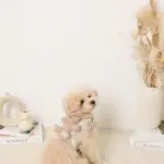 くまさんギンガムチェックおんぶハーネス+リードSET【名入れ刺繍対応】