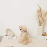 くまさんギンガムチェックおんぶハーネス+リードSET【名入れ刺繍対応】