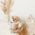 くまさんギンガムチェックおんぶハーネス+リードSET【名入れ刺繍対応】