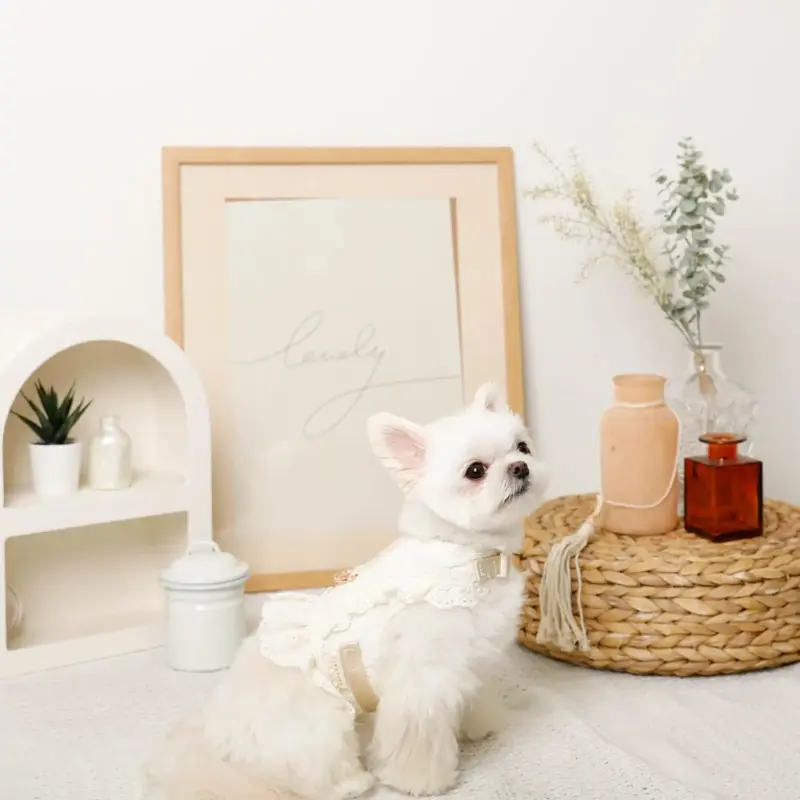 コットンレースフリルハーネス+リードSET【名入れ刺繍対応】