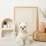 コットンレースフリルハーネス+リードSET【名入れ刺繍対応】