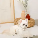 コットンレースフリルハーネス+リードSET【名入れ刺繍対応】