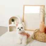 コットンレースフリルハーネス+リードSET【名入れ刺繍対応】