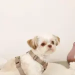 ボアハーネス+リードSET【名入れ刺繍対応】