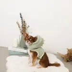 恐竜さんボアフードハーネス