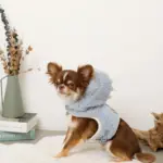 pet bike trailer - Professional Guide and Review