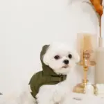 フード付きキルティングダウンライクハーネス+リードSET【名入れ刺繍対応】