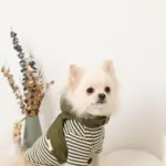 フード付きキルティングダウンライクハーネス+リードSET【名入れ刺繍対応】