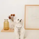 チェック柄ボアハーネス+リードSET【名入れ刺繍対応】