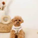 チェック柄ボアハーネス+リードSET【名入れ刺繍対応】