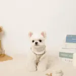 チェック柄ボアハーネス+リードSET【名入れ刺繍対応】