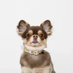 シュリンクレザーハートバックルカラー