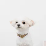 シュリンクレザーハートバックルカラー