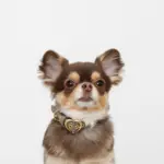 シュリンクレザーハートバックルカラー