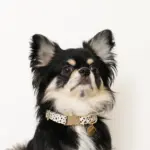 アニマル柄カラー＋リードSET【名入れ彫刻対応】