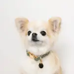 アニマル柄カラー＋リードSET【名入れ彫刻対応】