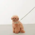 アニマル柄カラー＋リードSET【名入れ彫刻対応】