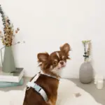 ギンガムチェックいちごハーネス