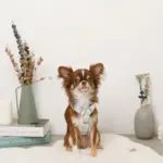 ギンガムチェックいちごハーネス