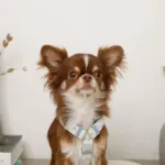 ギンガムチェックいちごハーネス