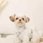 ウォーキング 服装 おしゃれ - Professional Guide and Review