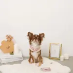 キルティングボアレースハーネス+リードSET【名入れ刺繍対応】