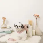 ビッグリボンファーハーネス+リードSET【名入れ刺繍対応】