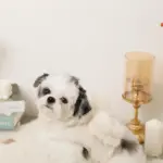 ビッグリボンファーハーネス+リードSET【名入れ刺繍対応】