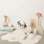 ビッグリボンファーハーネス+リードSET【名入れ刺繍対応】