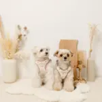 ボアハート刺繍ハーネス＋リードSET【名入れ刺繍対応】