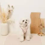 ボアハート刺繍ハーネス＋リードSET【名入れ刺繍対応】