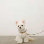 フェイクレザーメッシュMIXカラー＋リードSET