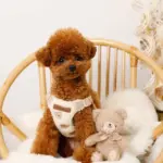 くまさん刺繍ボアハーネス+リードSET【名入れ刺繍対応】