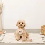 くまさん刺繍ボアハーネス+リードSET【名入れ刺繍対応】