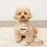 くまさん刺繍ボアハーネス+リードSET【名入れ刺繍対応】