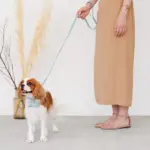 オーストレザーリード