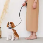 オーストレザーリード