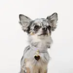 ハートチャームレザーカラー【名入れ彫刻対応】