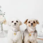 ハートチャームレザーカラー【名入れ彫刻対応】