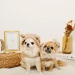 耳付きフードボアハーネス