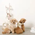 耳付きフードボアハーネス