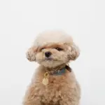 サークルチャームレザーカラー【名入れ彫刻対応】