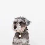 サークルチャームレザーカラー【名入れ彫刻対応】