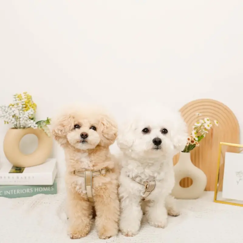 ミックスカラー反射ハーネス